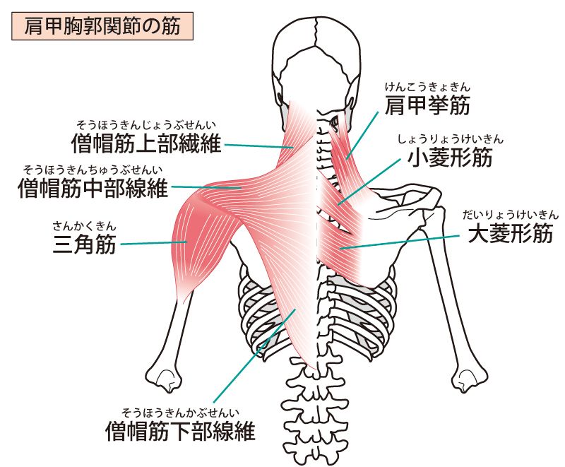 肩